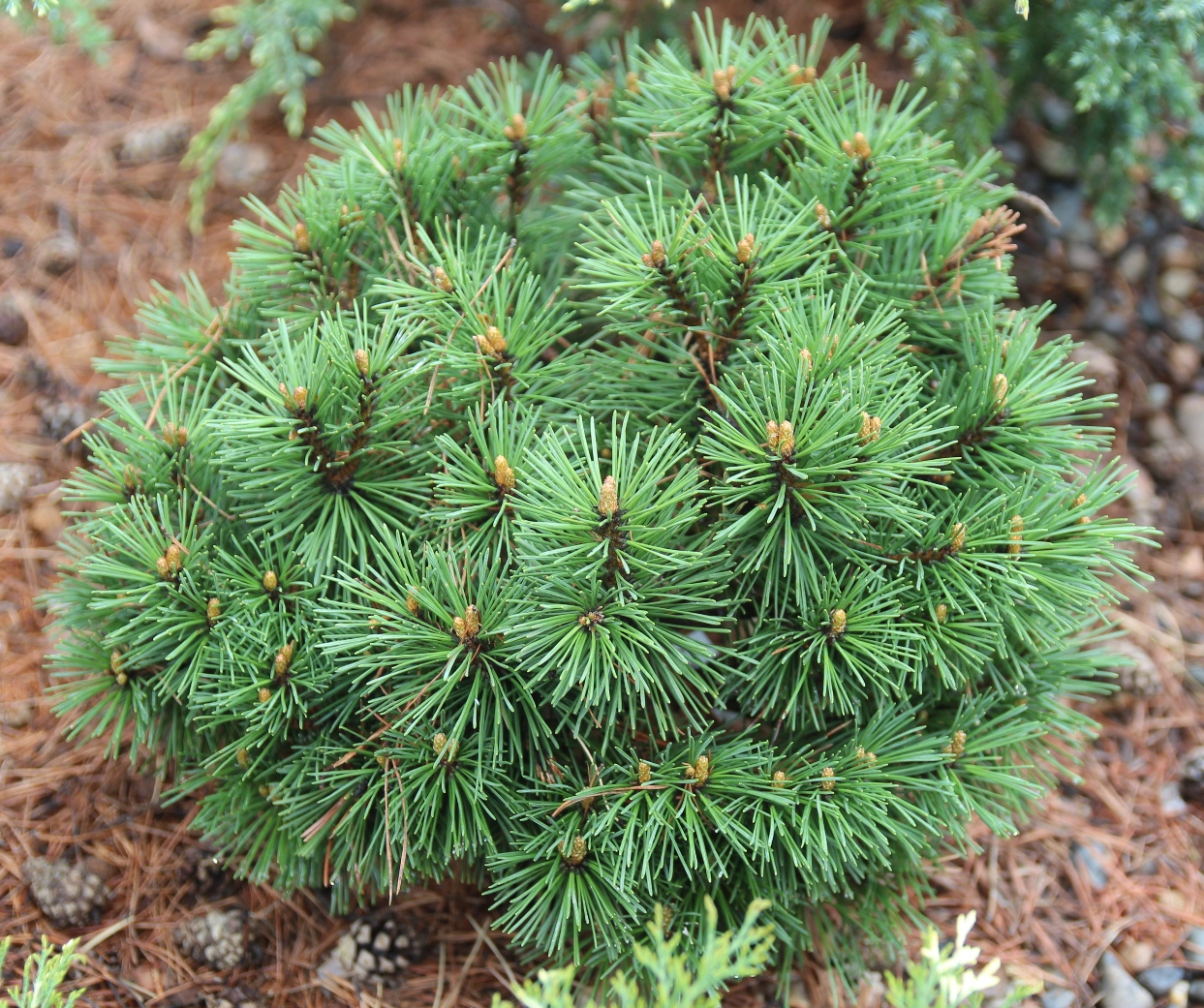 Pinus mugo `Jezek`. Фото С.Н.Горошкевича