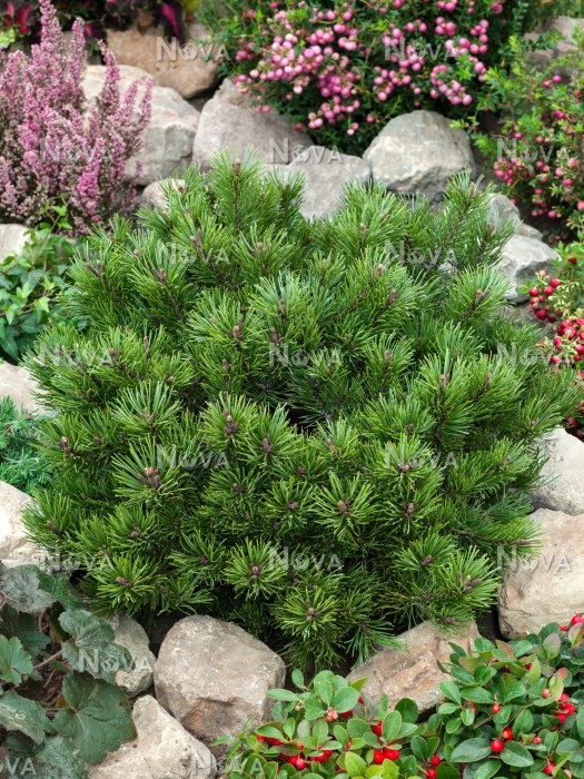 Pinus mugo `Klostergrun`