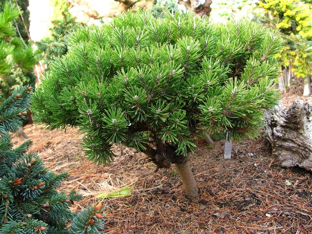 Pinus x pseudopumilio `Hrobecek`