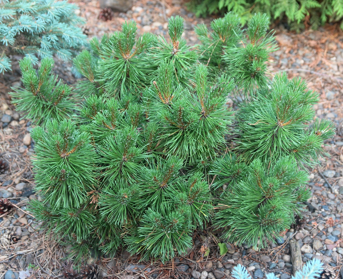 Pinus uncinata `Tajga`. Фото С.Н.Горошкевича
