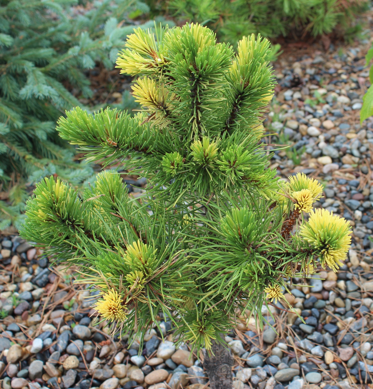 Pinus mugo `Albovariegata Panoch`. Фото С.Н.Горошкевича