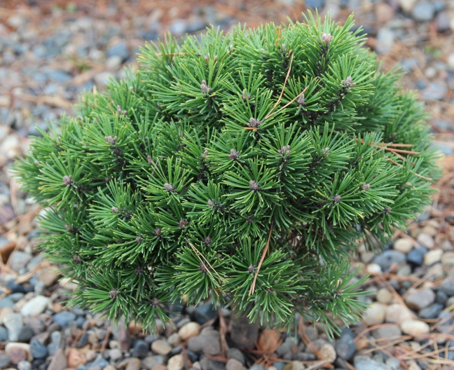 Pinus mugo Fischleiboden. Фото Горошкевича С.Н.