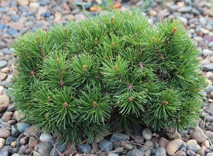 Pinus mugo March. Фото Горошкевича С.Н.