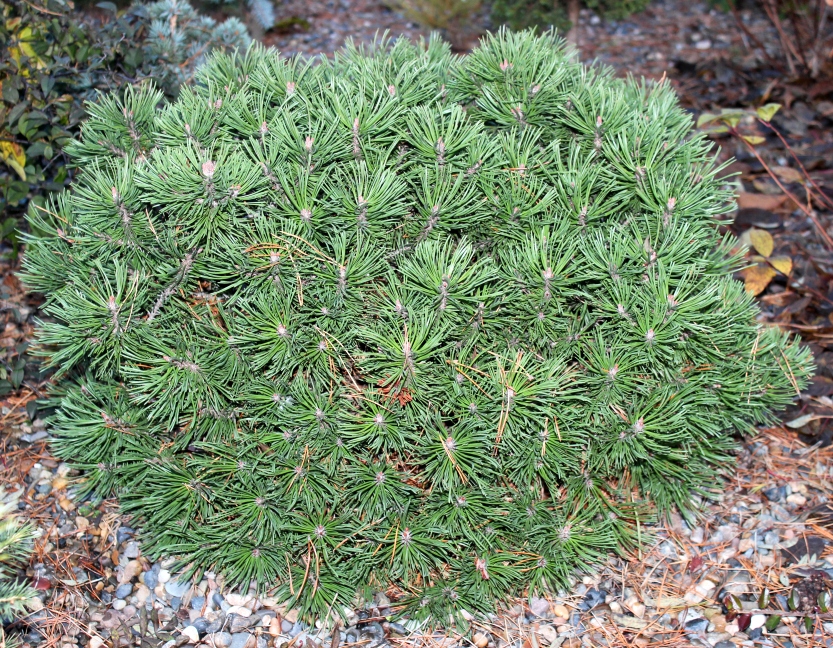 Pinus mugo NA Kolenou. Фото Горошкевича С.Н.