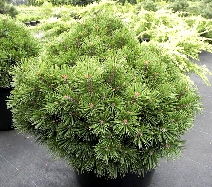 Pinus mugo `Almhutte`
