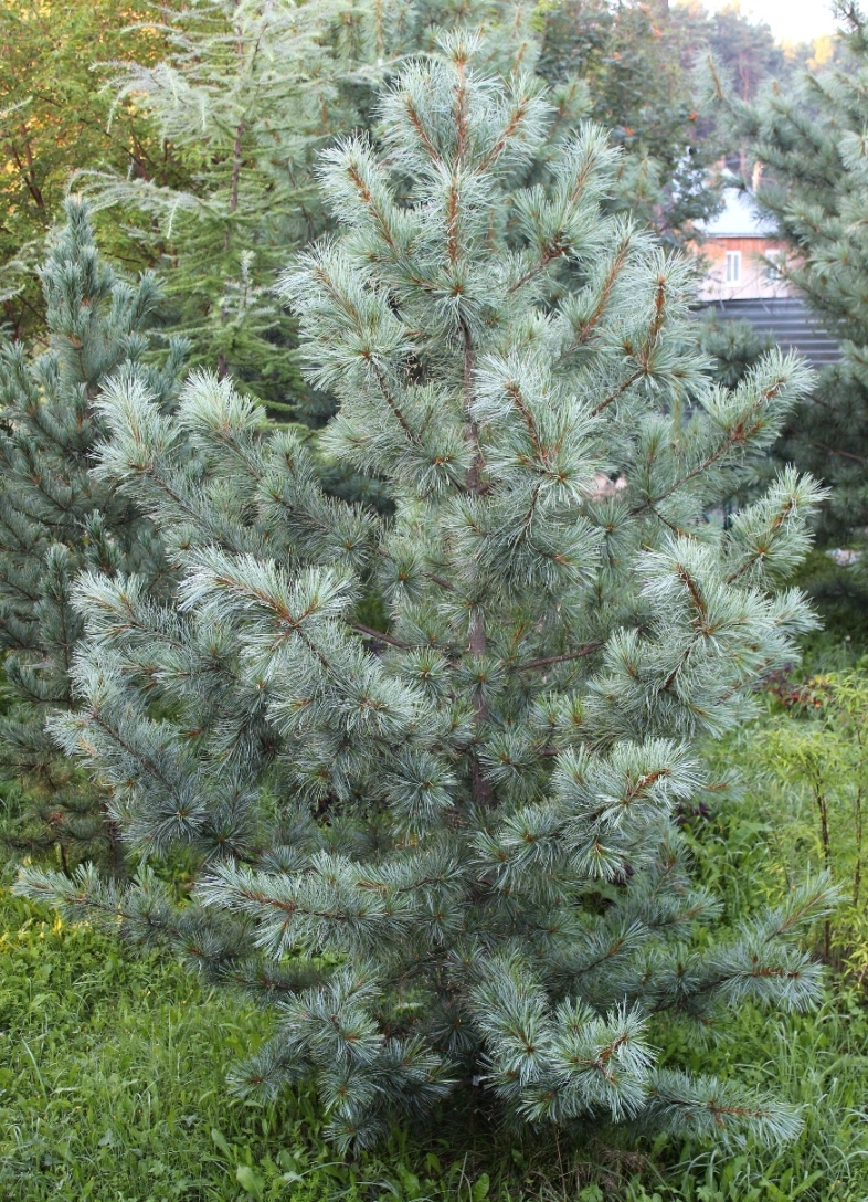 Pinus koraiensis ‘Голубой Амур’, клон нашей селекции. Исходное дерево найдено на северном пределе распространения кедра корейского. На снимке 20-летняя прививка. Цвет хвои впечатляет.