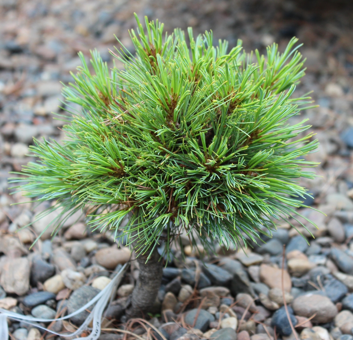 Pinus pumila ‘Алханай’. Одна из немногих ВМ на кедровом стланике. 6-летняя прививка на кедре сибирском. Высота 14, диаметр 17 см. Форма – сплюснутый и слегка перекошенный в одну сторону эллипсоид. Клон симпатичный, перспективный.