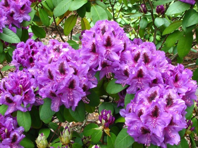 Rhododendron 'Peter Alan'