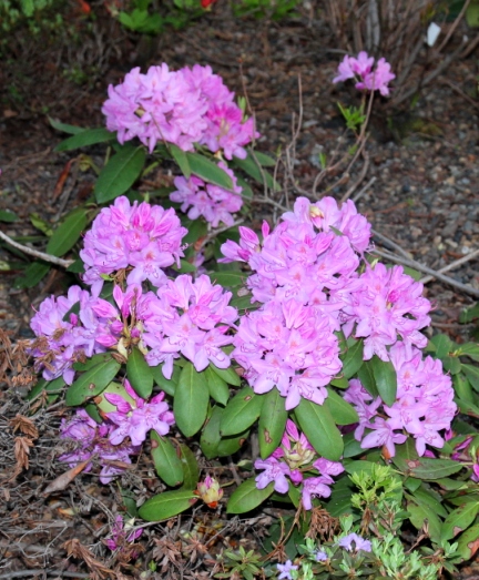Rhododendron `Catawbiense Grandiflorum`. Фото Горошкевича С.Н.