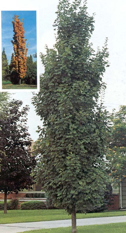 Клен остролистный форма колонновидная (Acer platanoides f. Columnaris) 