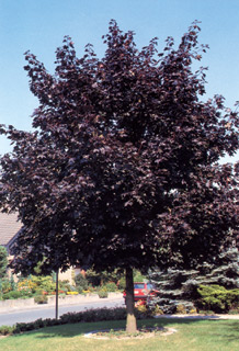 Клен остролистный (Acer platanoides) 'Faassen's Black'