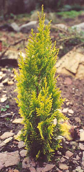 Chamaecyparis lawsoniana ‘Ellwoods Gold’. Кипарисовик Лавсона