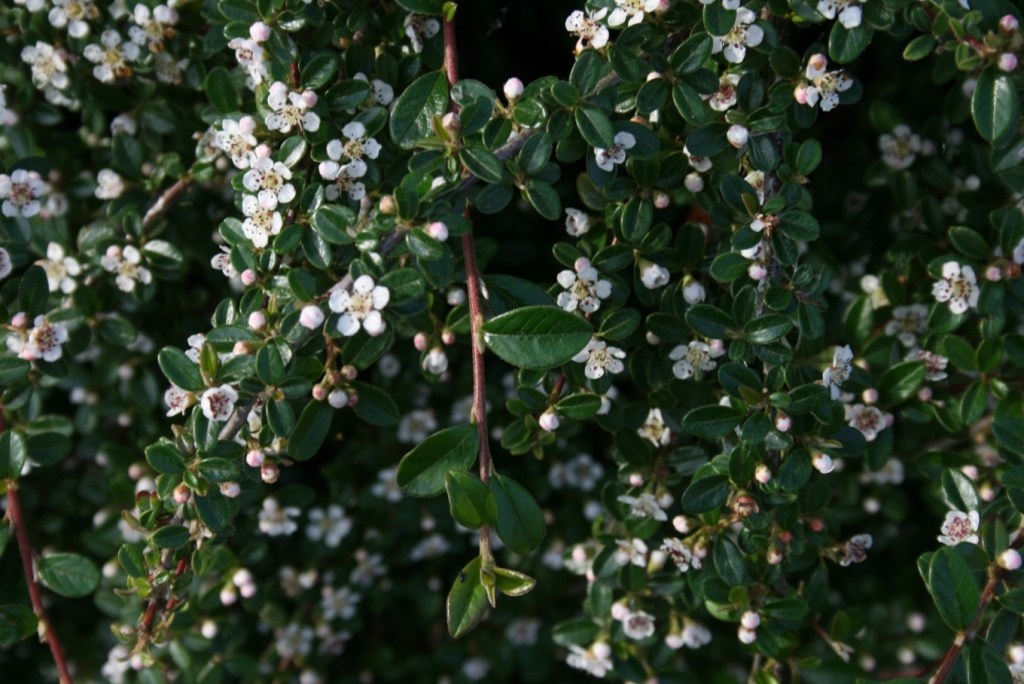 Cotoneaster dammerii 'Mooncreeper'.  