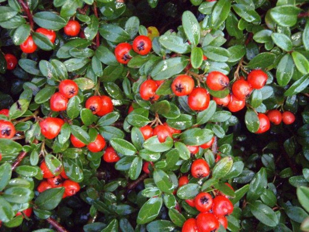 Cotoneaster dammerii  'Coral Beauty'. 