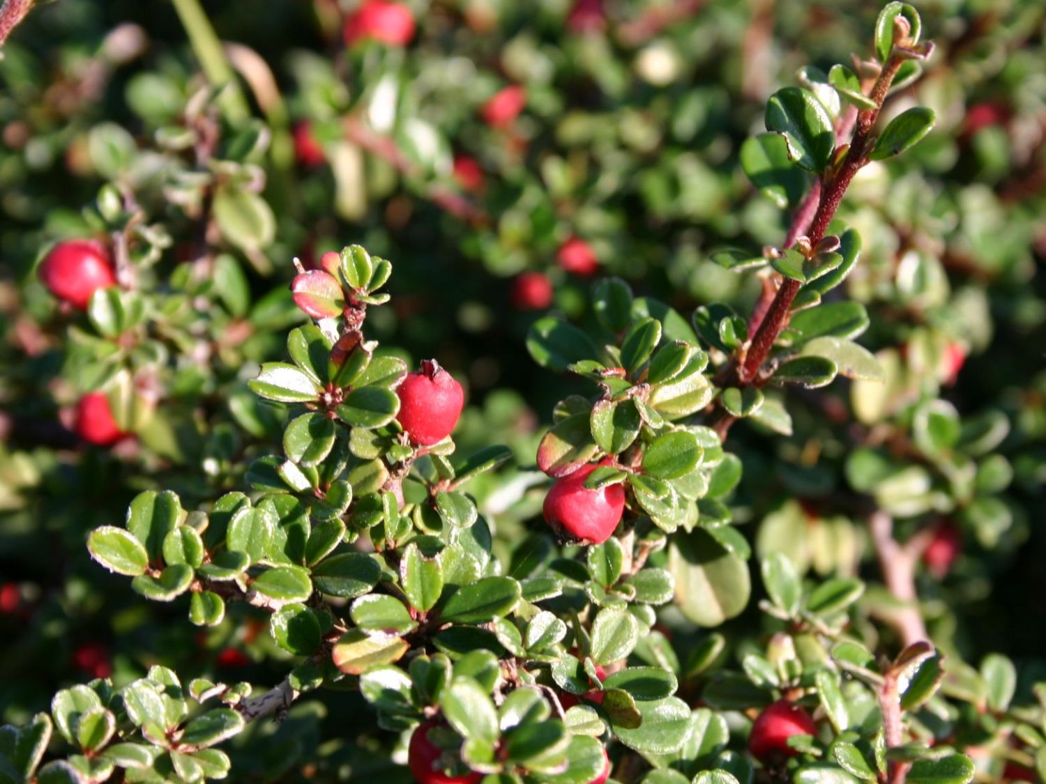 Cotoneaster microphyllus 'Cochleatus'. 
