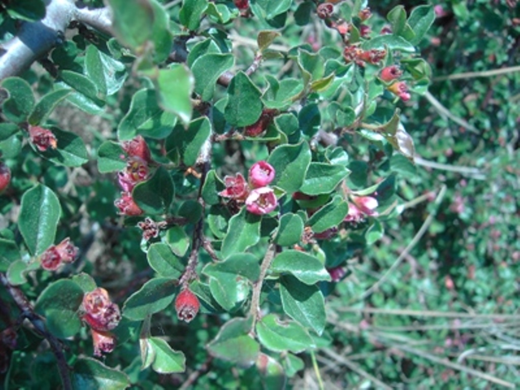 Cotoneaster nanshan var. praecox Bois & P. Berthault. Кизильник Наньшань. 