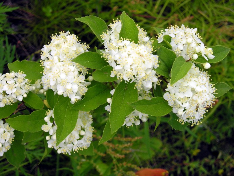 Deutzia amurensis Rgl. Дейция амурская, или мелкоцветная