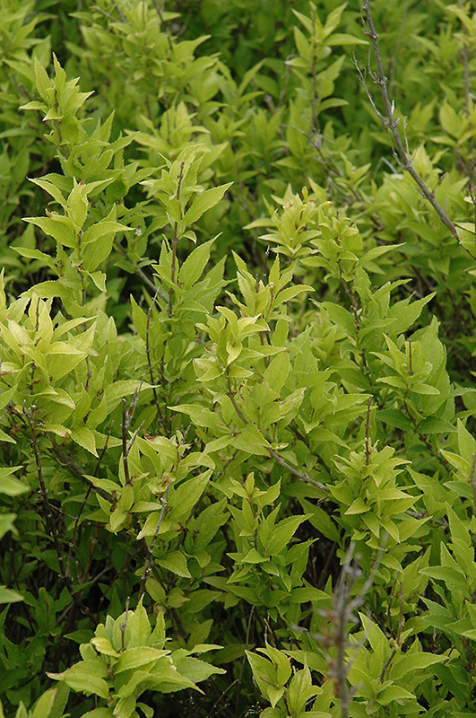 Deutzia gracilisf. aurea. Дейция изящная. 