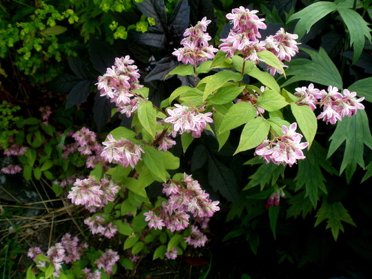 Deutzia hybrida. Дейция гибридная (Гибрид Deutzia longifolia Franch. × Deutzia discolor Hemsl.)