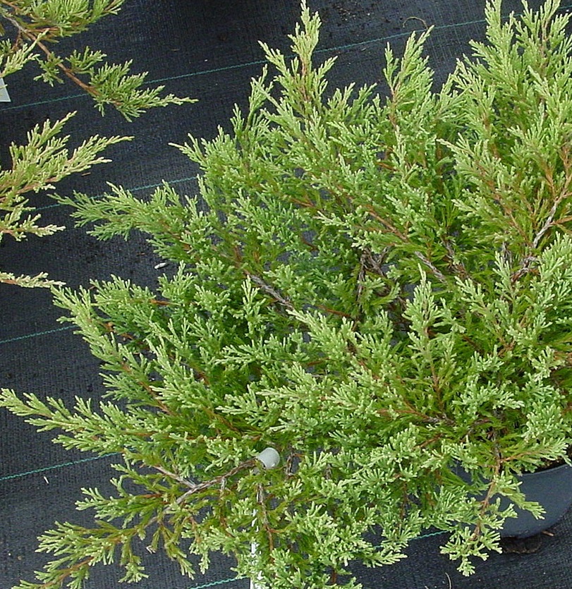Juniperus horizontalis ‘Аndorra compacta’, можжевельник горизонтальный