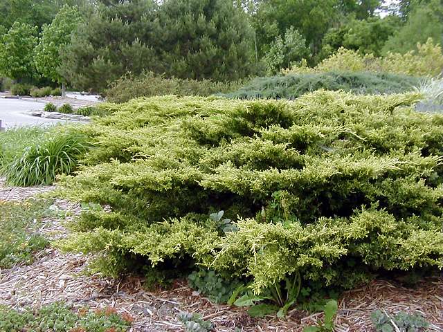 Juniperus × pfitzeriana ‘Gold Coast’, можжевельник Пфитцера