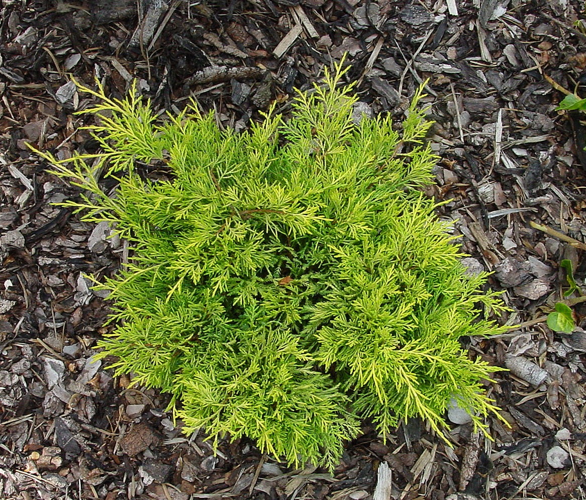 Juniperus × pfitzeriana ‘Golden Joy’, можжевельник Пфитцера 
