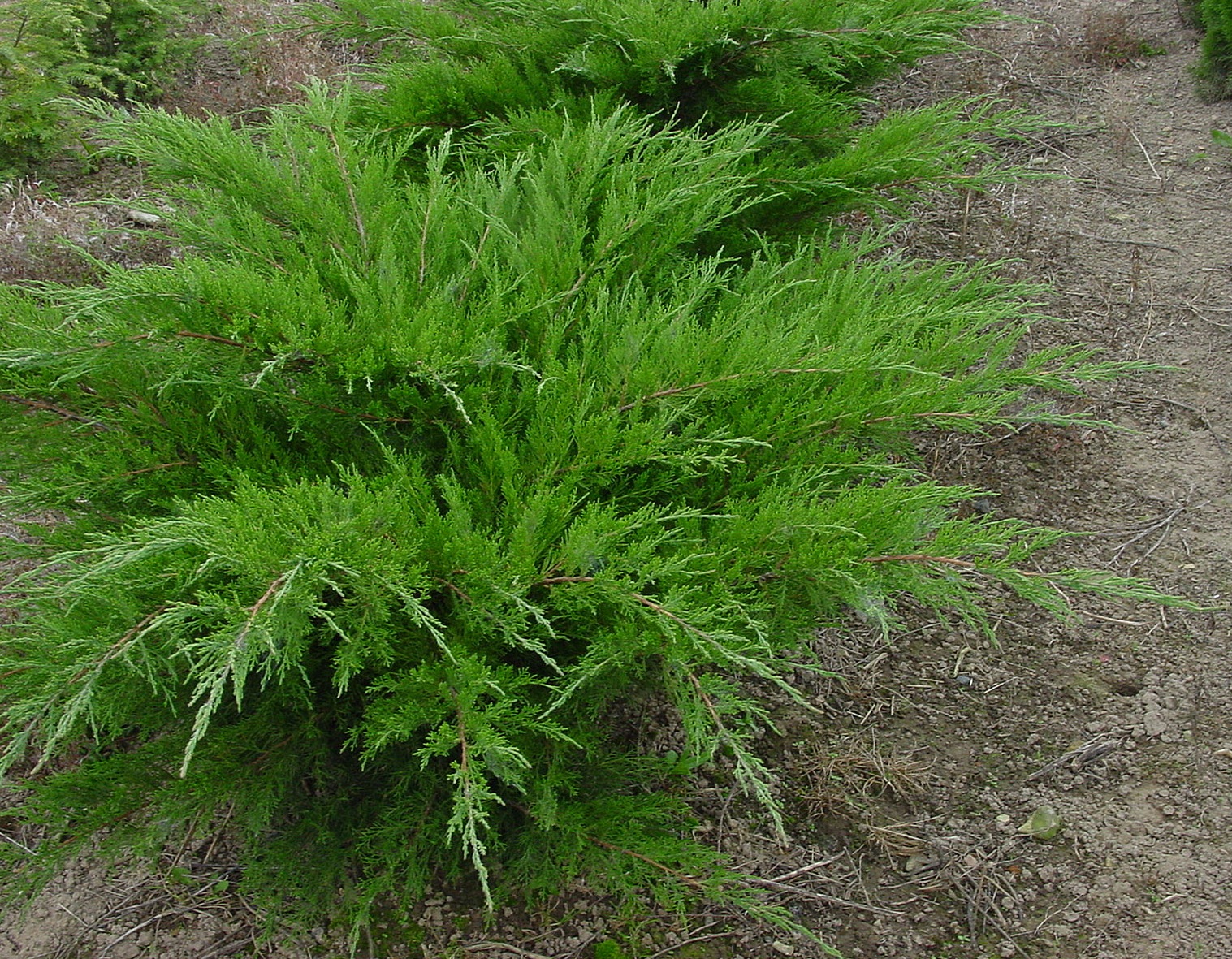 Juniperus × pfitzeriana ‘Mint Julep’, можжевельник Пфитцера