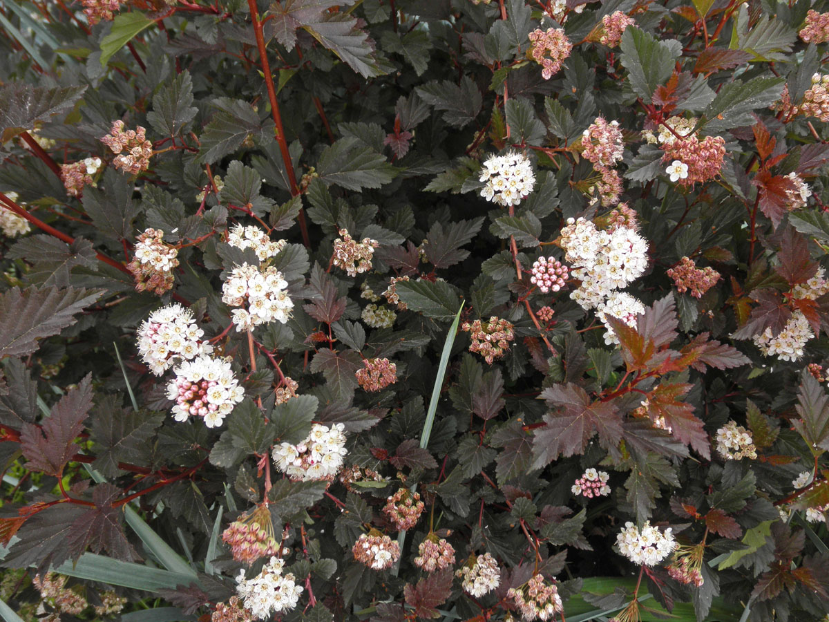 Physocarpus opulifolius 'Purpurea'. 