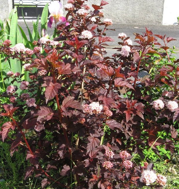 Physocarpus opulifolius 'Red Baron'.