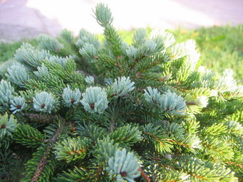 Picea x mariorica ‘Compacta’. Ель гибридная (мариорика)