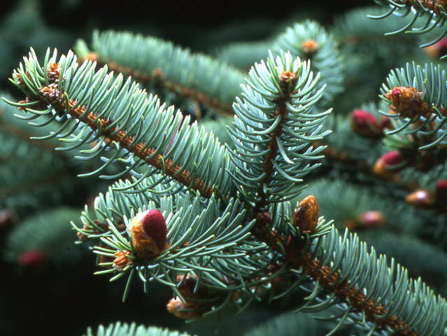 Ель толстолистная (Picea crassifolia)