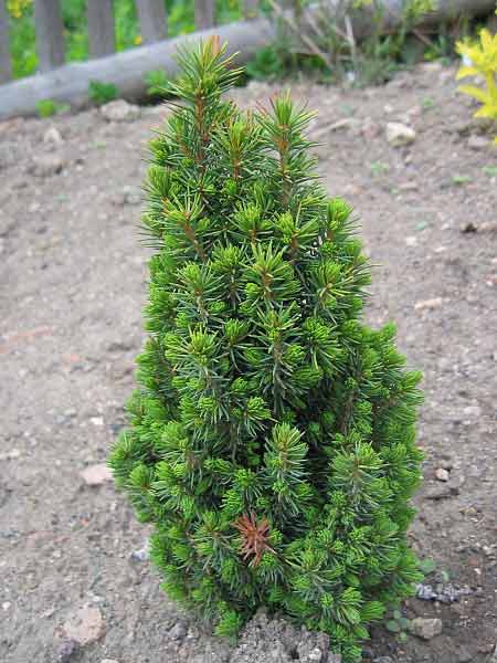 Picea glauca 'Piccolo', Ель канадская