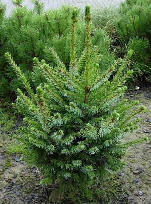 Picea omorika ‘Frohnleiten’. Ель сербская