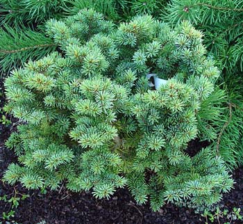 Picea pungens ‘Moll’, Ель колючая