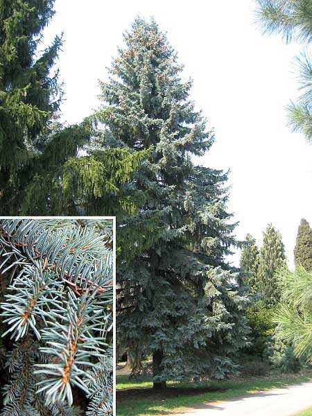  Picea pungens ‘Spek’. Ель колючая