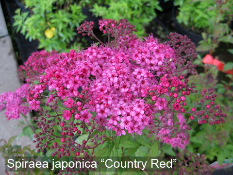 Спирея японская (Spiraea japonica) 'Country Red'