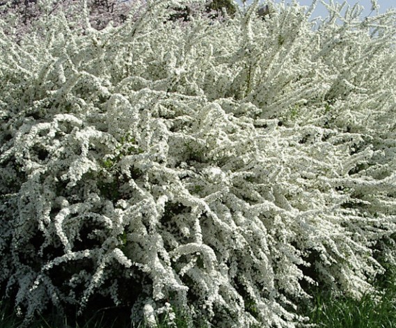 Спирея ниппонская (Spiraea nipponica) 'Snowmound'