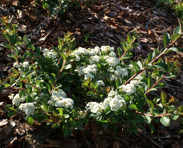 Спирея ниппонская (Spiraea nipponica) 'White Carpet'