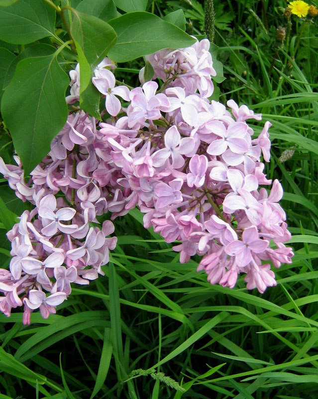 Syringa x hyacinthiflora Rheder. Сирень гиацинтовая
