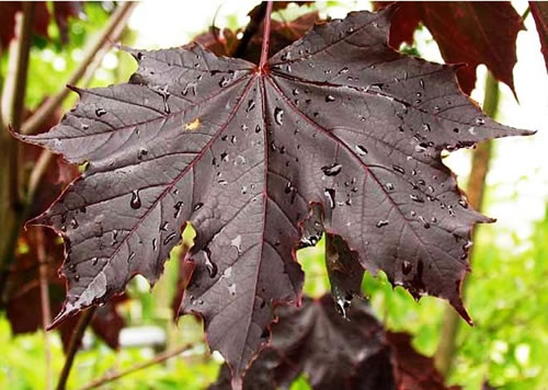 Клен остролистный (Acer platanoides) ‘Royal Red’