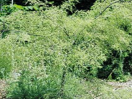 Береза бородавчатая (Вetula pendula, verrucosa - по-старому) Trost’s Dwarf