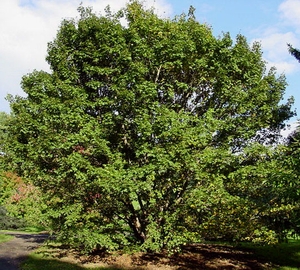 Клен полевой, или Клён равнинный, или Неклён, или Паклён (Acer campestre)