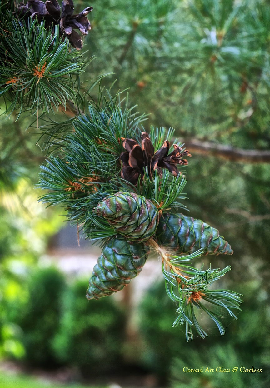 Двух хвойный. Pinus parviflora glauca. Пихта Веймутова шишки. Сосна Веймутова шишки. Сосна Глаука с шишками.