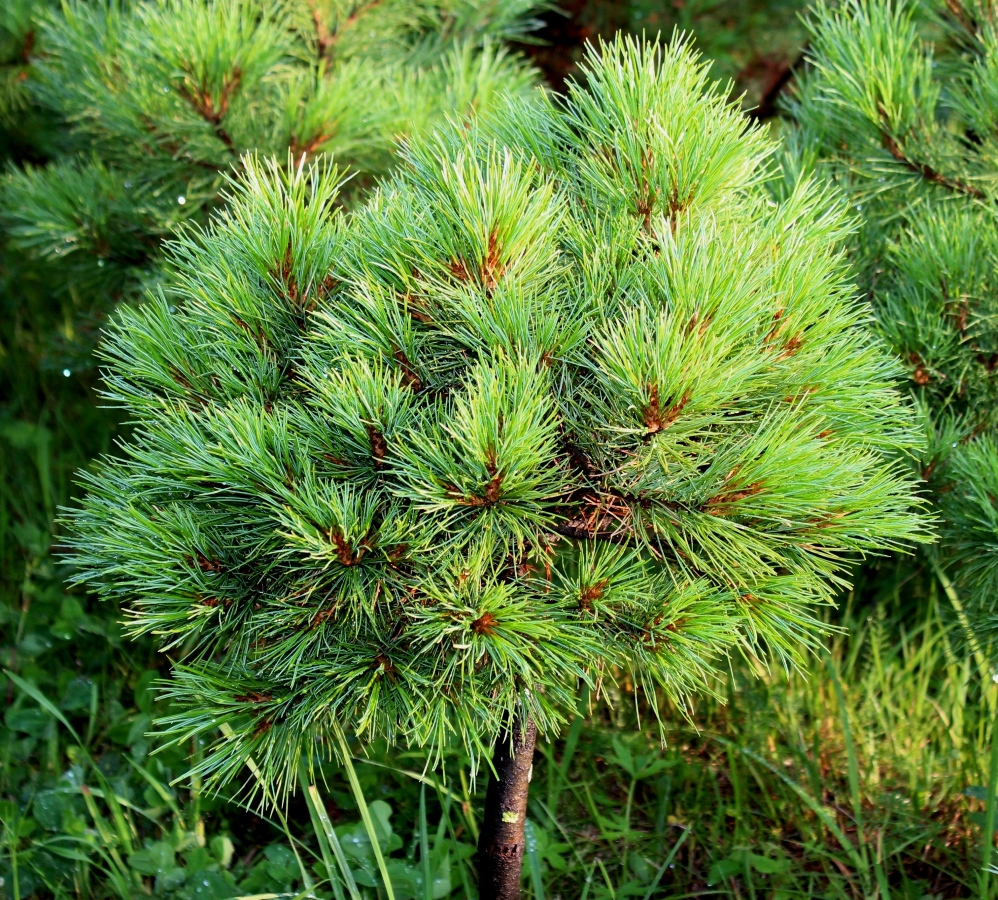 Хвойные каталог. Pinus sibirica Primorsko. Pinus pumila japonica. Pinus pumila Bonsai. Pinus sibirica President.