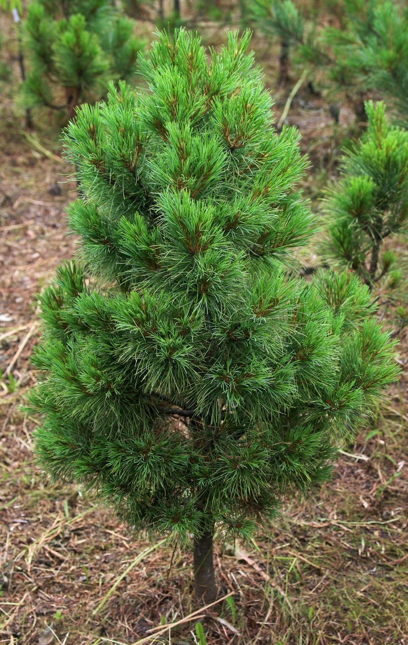 Хвойные каталог. Карликовый кедр. Кедр низкорослый. Pinus sibirica President. Кедр декоративный низкорослый.
