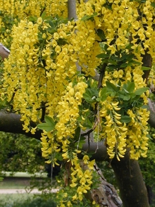 Бобовник обыкновенный, или Золотой дождь (L. anageroides)