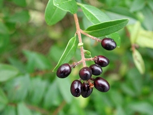 Бирючина обыкновенная (L. vulgare)