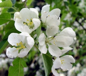 Яблоня ягодная или сибирская (Malus baccata)
