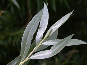 Ива белая форма серебристая (Salix alba f. Argentea)