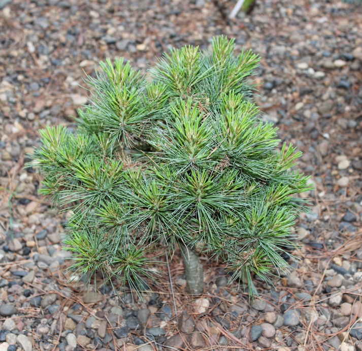 Сосна румелийская купить. Сосна Веймутова семена. Pinus peuce Kobold. Pinus peuce Arnold Dwarf.